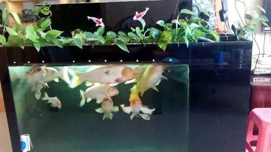 深圳哪里賣魚缸的多一點（深圳買魚缸市場）