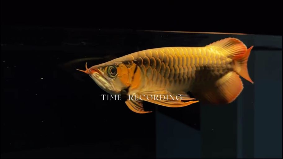 遛魚