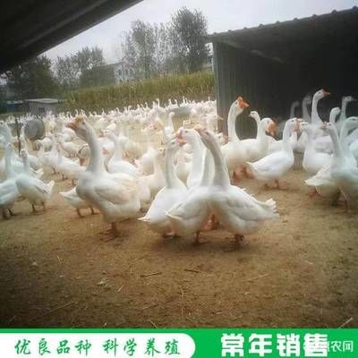 魚去咬另一條魚是怎么回事？揭秘魚類攻擊行為的原因與應對