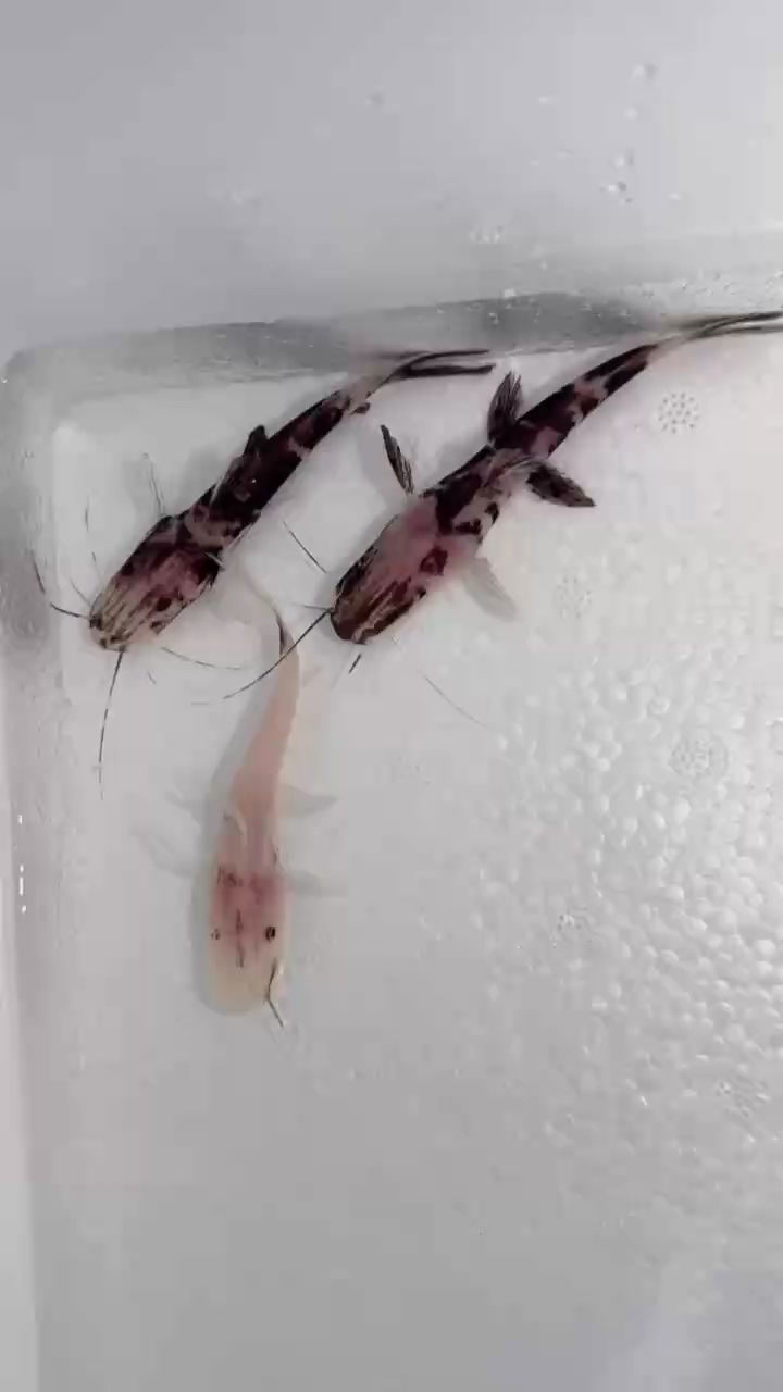 白子變異虎皮鴨嘴