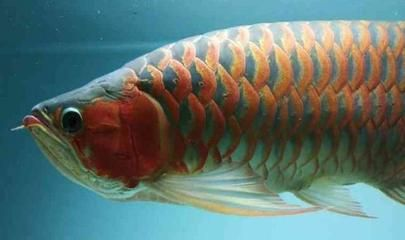 山東紅龍魚價格行情走勢：山東地區紅龍魚價格行情分析