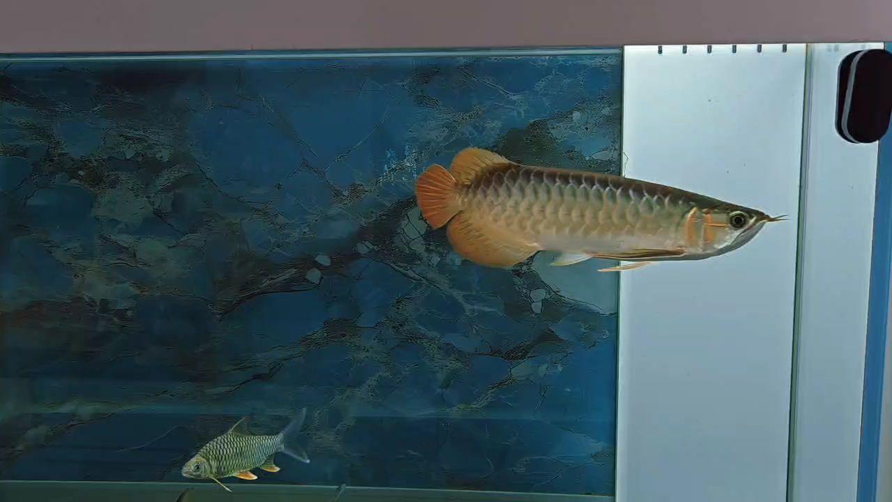 到家兩個月