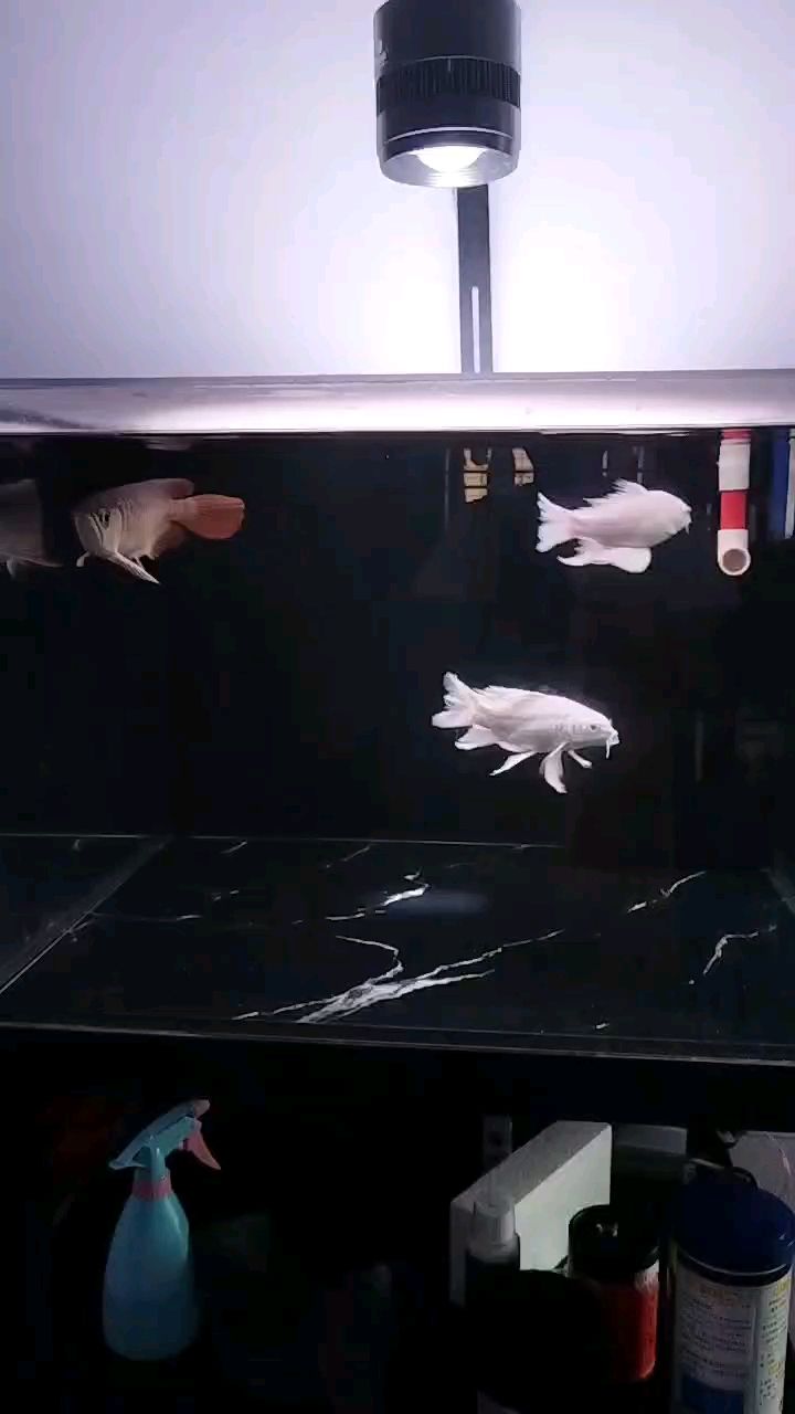 一個月沒換水了天那么冷
