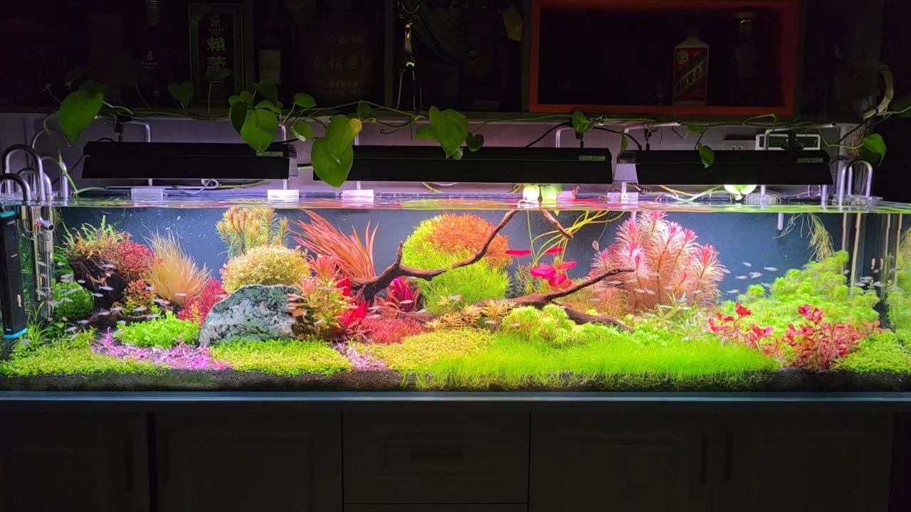 四季如春，魚梭如星