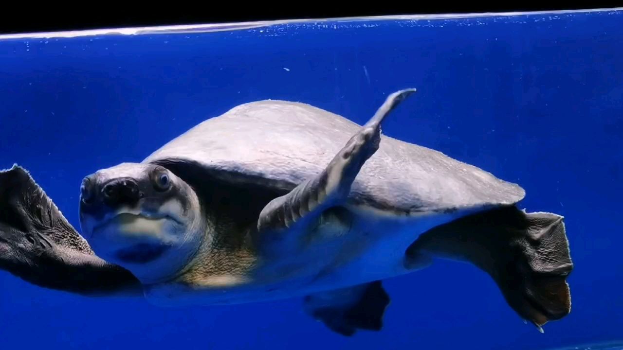 大豬 大豬 龍魚論壇