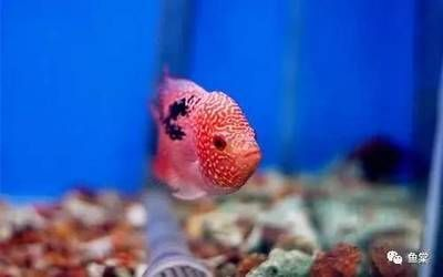 魟魚肚子紅怎么回事：魟魚肚子發紅可能是正常的生理現象，魟魚肚子紅怎么回事