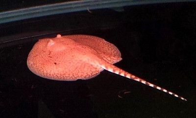 魟魚肚子紅怎么回事：魟魚肚子發紅可能是正常的生理現象，魟魚肚子紅怎么回事
