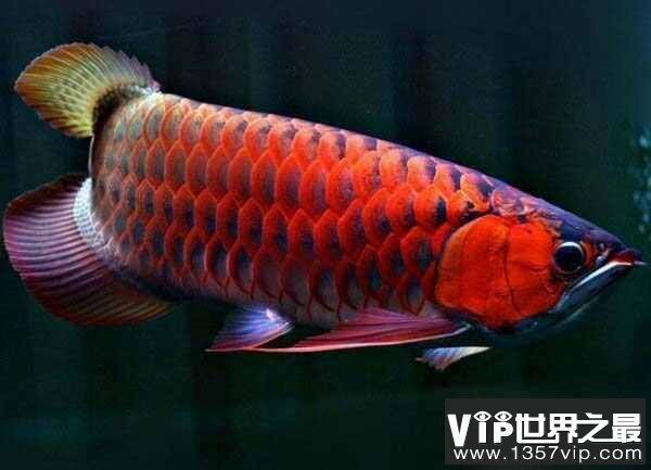 世界上最貴的紅龍魚排名榜：世界上最貴的紅龍魚品種排名