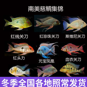 魚批發從哪里進貨最便宜？全面解析最佳進貨渠道