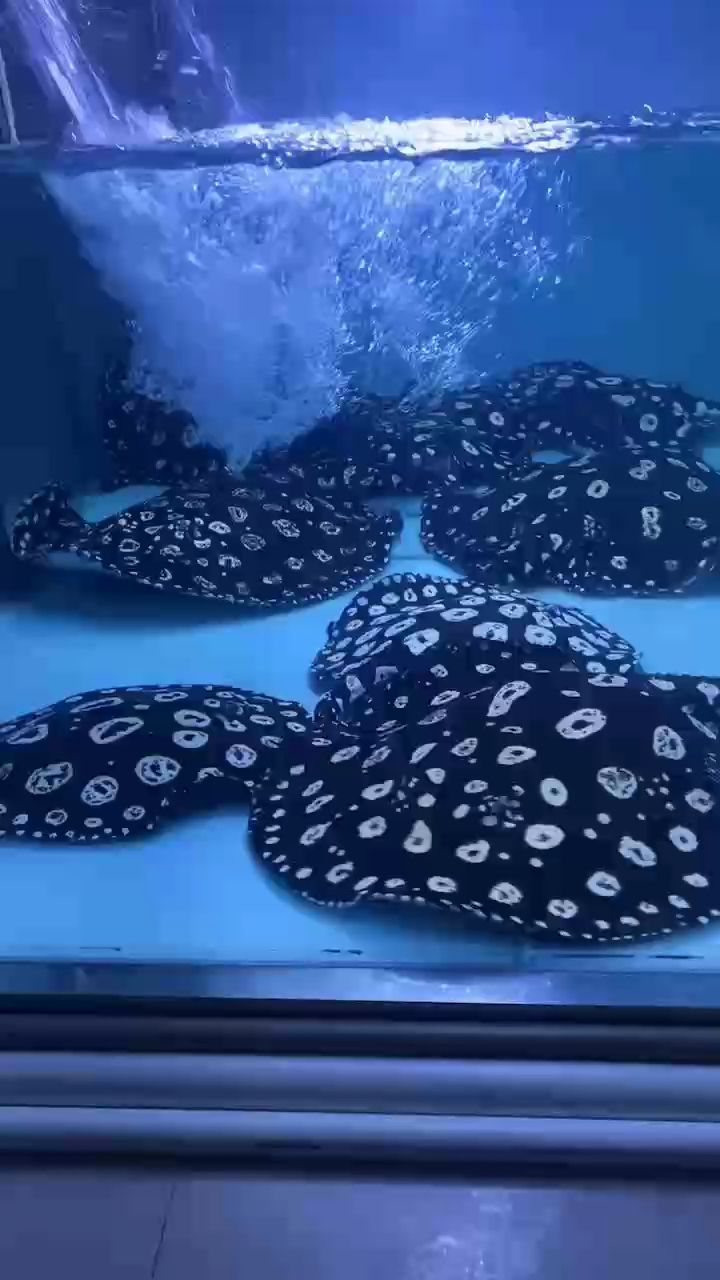 魚缸過濾器選購指南:自制魚缸過濾器魚缸上置過濾器對于養魚愛好者的必備知識 周末大清潔 龍魚論壇 周末大清潔 周末大清潔 龍魚論壇