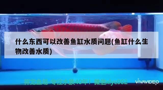 什么東西可以改善魚缸水質問題(魚缸什么生物改善水質)