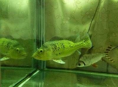 怎么鑒別龍魚品質(zhì)真假圖片：探秘龍魚品質(zhì)鑒別，真假之間，慧眼識珠