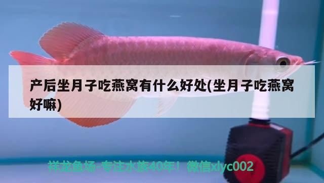 大慶觀賞魚價格查詢表最新（ 大慶市觀賞魚市場） 大慶觀賞魚價格查詢表最新（ 大慶市觀賞魚市場） 新加坡三巴旺