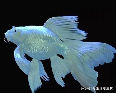 50公分蝴蝶鯉多少錢（50公分蝴蝶鯉價格）