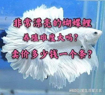 50公分蝴蝶鯉多少錢（50公分蝴蝶鯉價格）