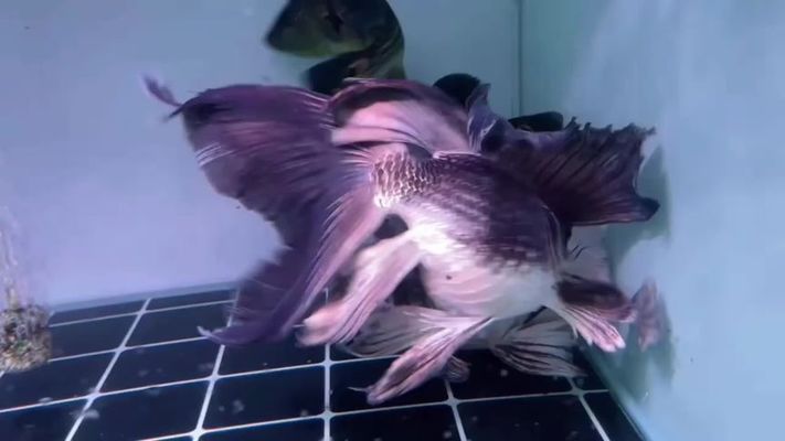 蝴蝶鯉魚卵圖片（關于蝴蝶鯉魚卵的圖片信息綜合搜索結果和實際養殖經驗）