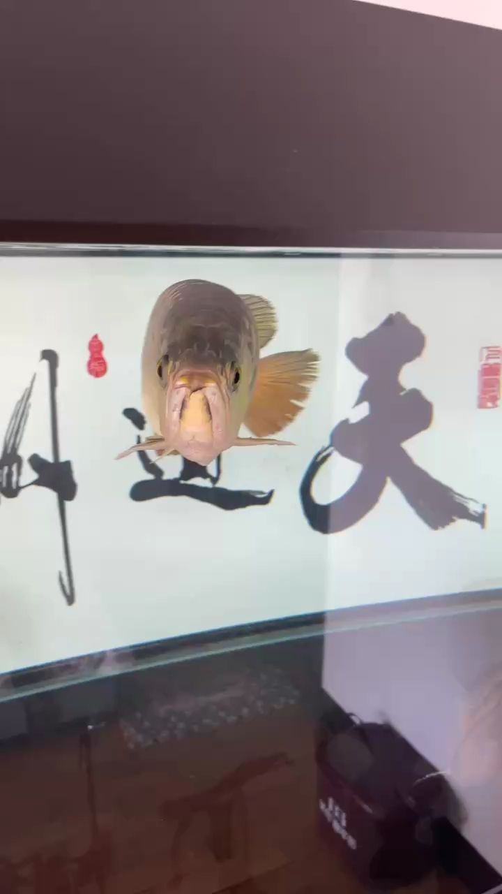 23個月