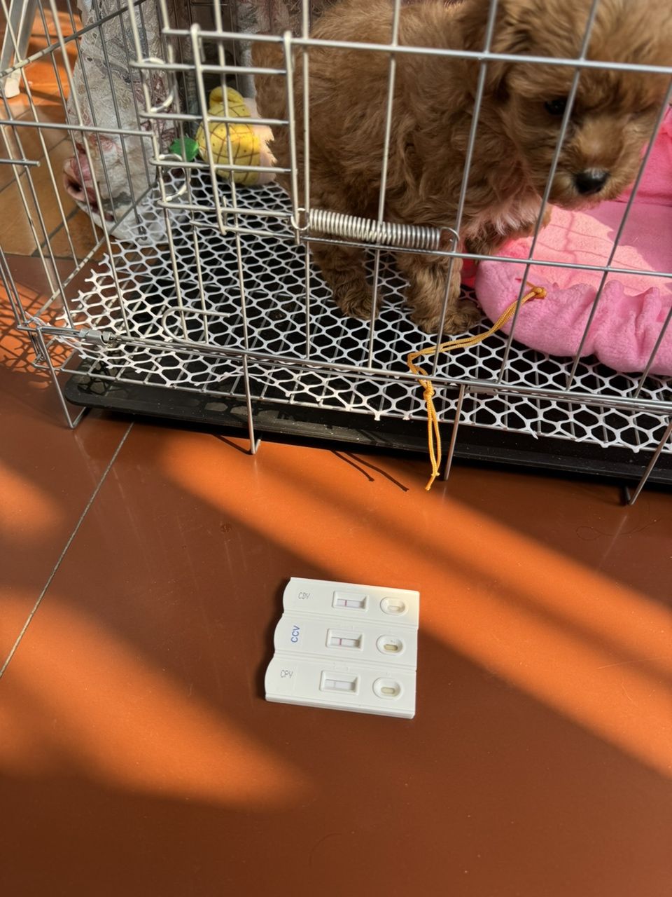 犬瘟細小冠狀都正常