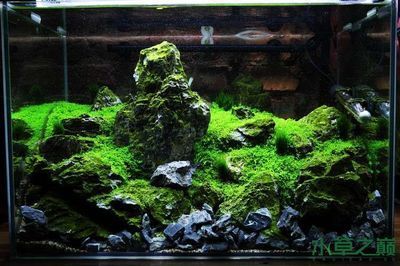 60公分魚缸造景圖片視頻講解：60公分魚缸布置思路介紹