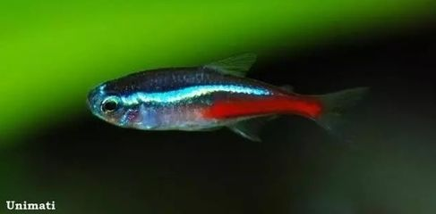 淡水觀賞魚排行榜前十名有哪些品牌（淡水觀賞魚的起源與進化）