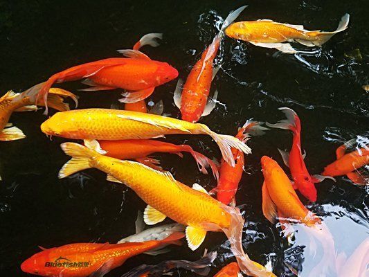 錦鯉魚缸ph值多少算正常（錦鯉魚缸ph值正常范圍和最佳區(qū)間）
