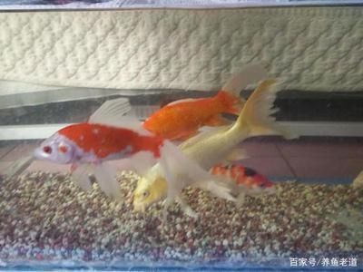 錦鯉魚缸ph值多少算正常（錦鯉魚缸ph值正常范圍和最佳區(qū)間）