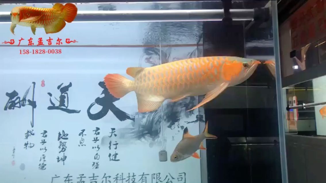 魚缸造景先放沙還是先放水(魚缸造景先鋪沙還是先放石頭) 孟吉爾紅龍出發珠三角 廣州孟吉爾 孟吉爾紅龍出發珠三角 孟吉爾紅龍出發珠三角 廣州孟吉爾