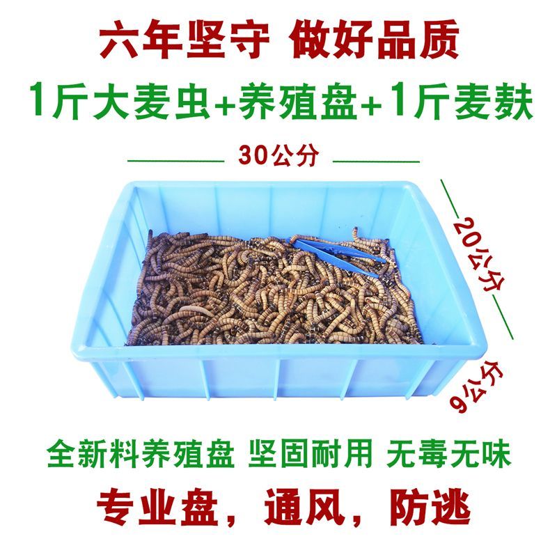 如何調(diào)整喂食量以滿足小火龍蠑螈的需求，小火龍蠑螈喂食量以適應(yīng)季節(jié)變化