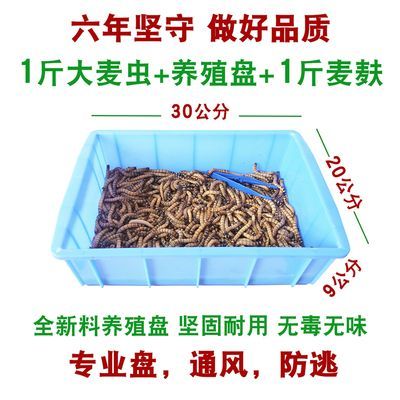 金龍魚繁殖期飼料自制方法：自制金龍魚繁殖期飼料保存技巧