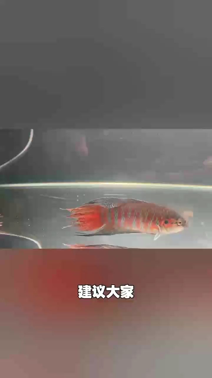 國斗菩薩魚巨普斗魚顏色漂亮狀態好