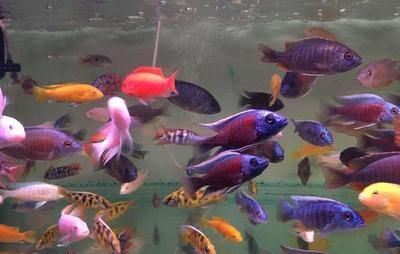 觀賞魚好看小（如何選擇觀賞魚）