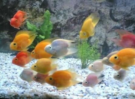 觀賞魚好看小（如何選擇觀賞魚）