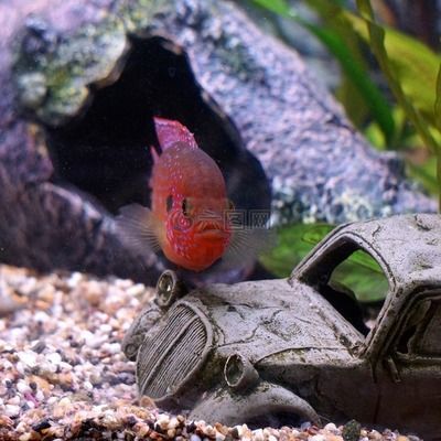 觀賞魚好看小（如何選擇觀賞魚）