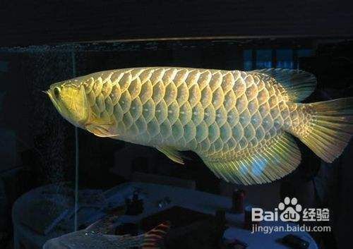 龍魚缸內(nèi)植物配置建議，如何在龍魚缸內(nèi)選擇適合的植物