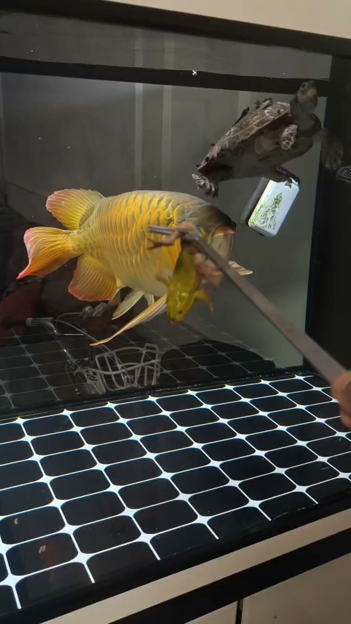 來(lái)了！喂魚
