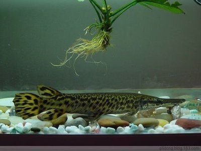 海南 觀賞魚（海南觀賞魚產業發展前景廣闊，延伸閱讀延伸發送）