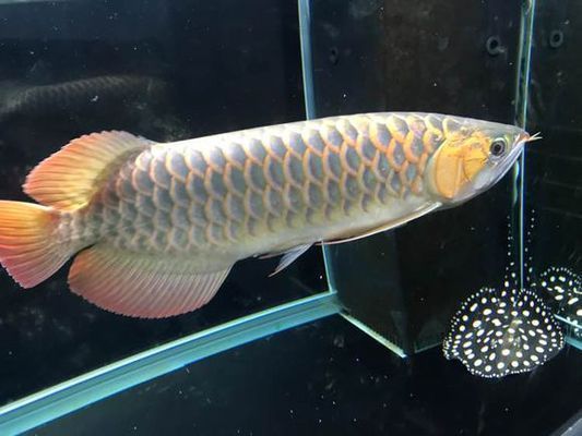孟吉爾紅龍魚(yú)怎么樣好養(yǎng)嗎圖片：孟吉爾紅龍魚(yú)怎么樣好養(yǎng)