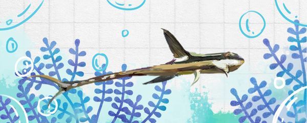 皇冠直升機魚適應水溫（皇冠直升機的水溫管理）