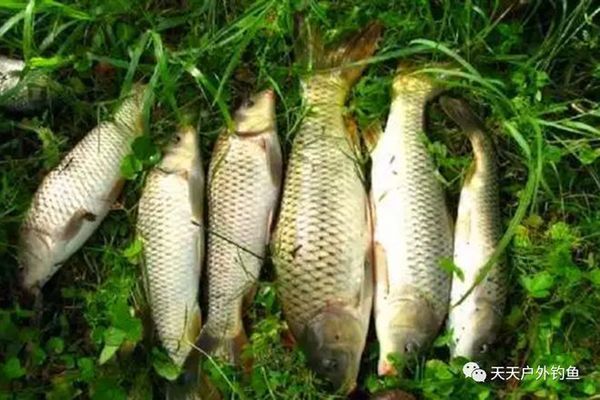 魚苗太小怎么換水？科學換水技巧助你養好小魚苗