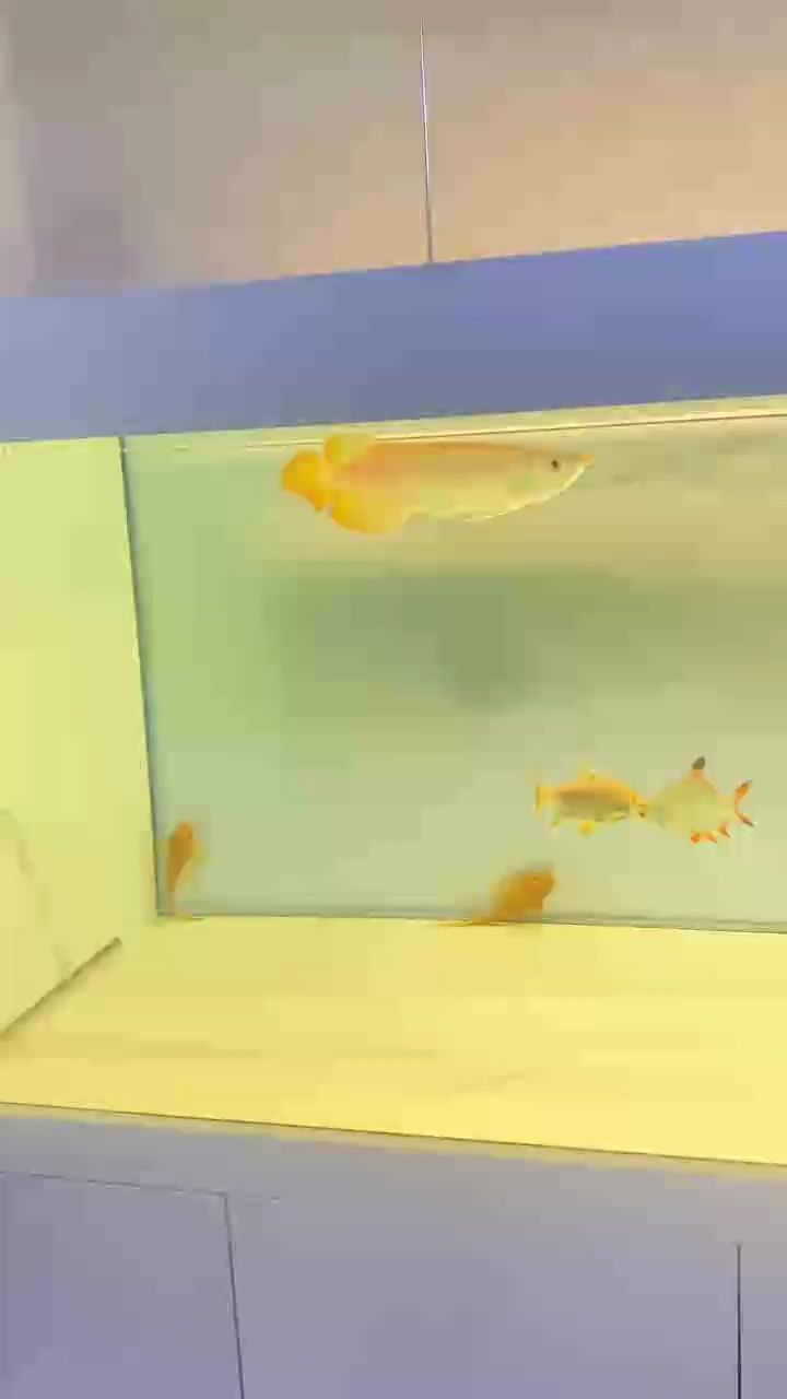 馬上2個月了 馬上2個月了 龍魚論壇