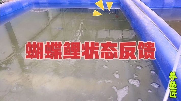 普直蝴蝶鯉最怕三個東西（普身蝴蝶鯉在飼養過程中需要注意三個關鍵問題）