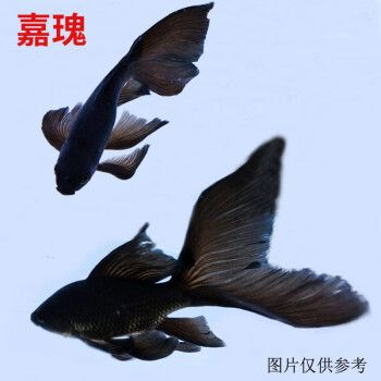 4到5厘米蝴蝶鯉苗子怎么挑選（如何挑選蝴蝶鯉苗子）