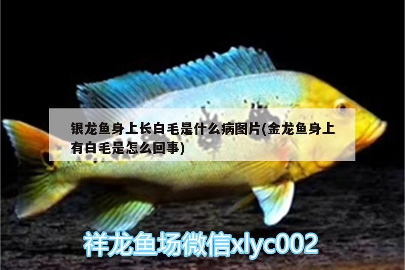 魚缸 銀龍魚身上長(zhǎng)白毛是什么病圖片(金龍魚身上有白毛是怎么回事) 銀龍魚百科 銀龍魚身上長(zhǎng)白毛是什么病圖片(金龍魚身上有白毛是怎么回事) 銀龍魚身上長(zhǎng)白毛是什么病圖片(金龍魚身上有白毛是怎么回事) 銀龍魚百科