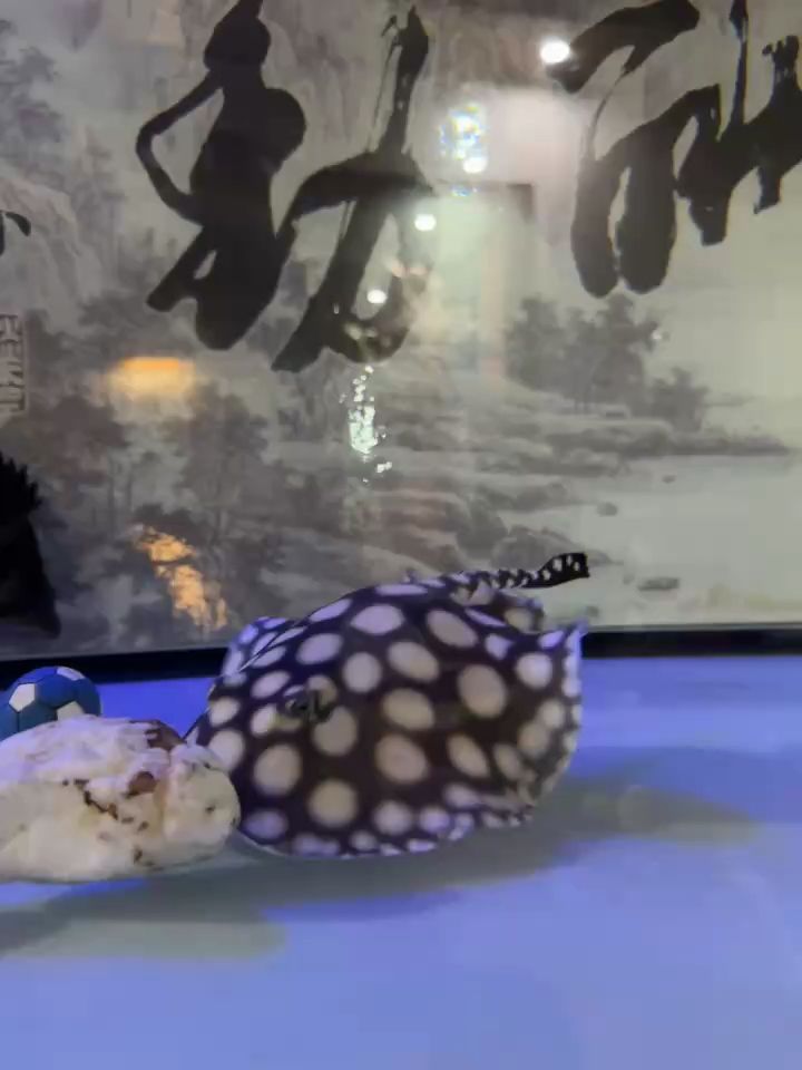 翻山越嶺 翻山越嶺 龍魚論壇