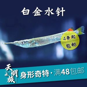 觀賞魚漂浮還活著嗎（觀賞魚漂浮在水面時，魚兒漂浮在水面時可能表現(xiàn)為漂浮）
