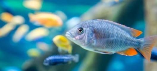 觀賞魚漂浮還活著嗎（觀賞魚漂浮在水面時，魚兒漂浮在水面時可能表現(xiàn)為漂浮）