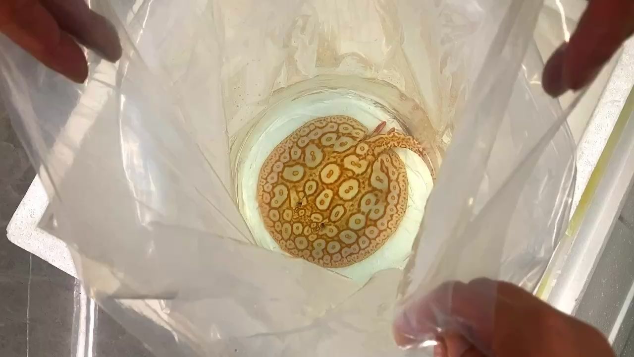 紅龍魚不發色是什么原因引起的（紅龍魚40公分為啥不發色）