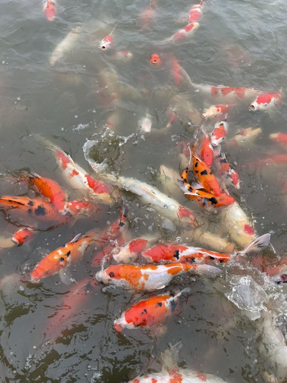 漂亮的錦鯉
