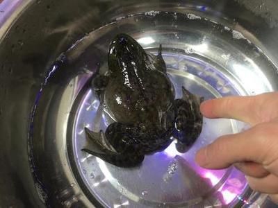 觀賞魚發朋友圈的句子（觀賞魚發朋友圈的句子既有趣又富有創意可以讓您的朋友圈更加精彩）