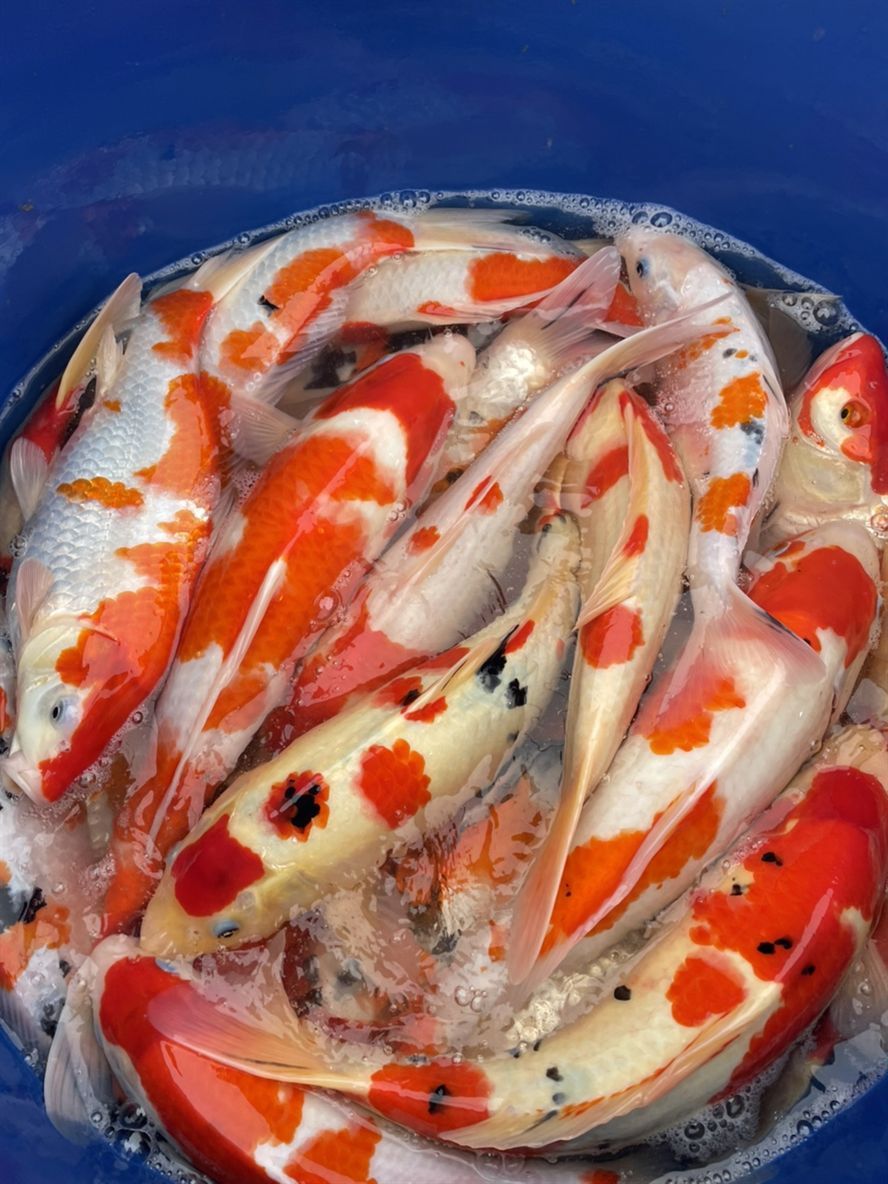 漂亮的錦鯉